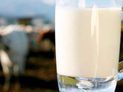 milk